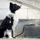 Laisse pour chien corde - Noir